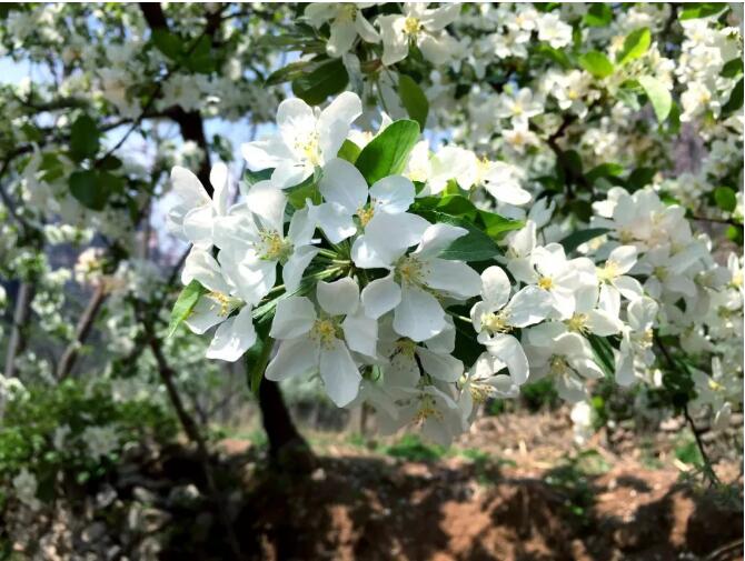 齐王寨丨海棠花开，待君归来