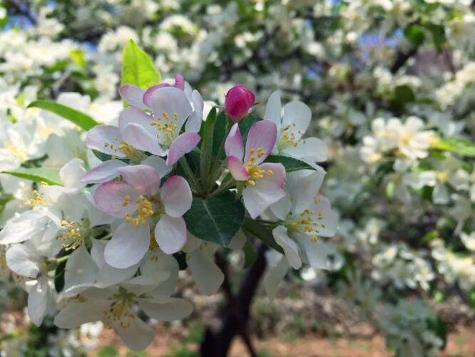 齐王寨丨海棠花开，待君归来