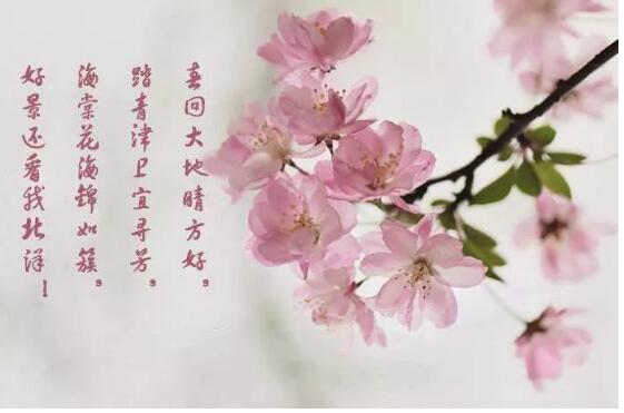 海棠花节|又是一年花开日，齐王寨春光正美时！