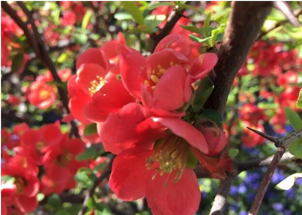 海棠花节|又是一年花开日，齐王寨春光正美时！