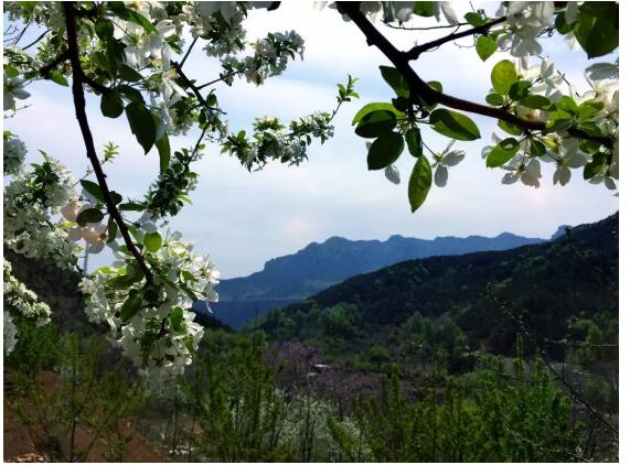 海棠花节|又是一年花开日，齐王寨春光正美时！