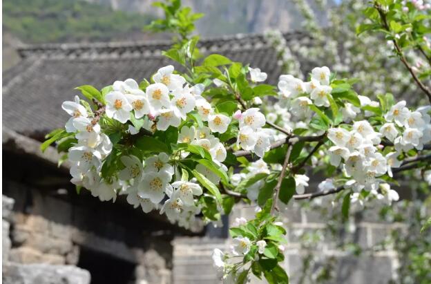 海棠花节|又是一年花开日，齐王寨春光正美时！