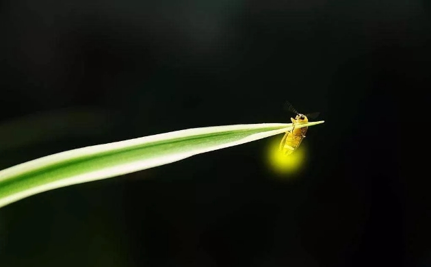 最美丽的灯火是新乡南太行夏夜里闪烁的萤火！