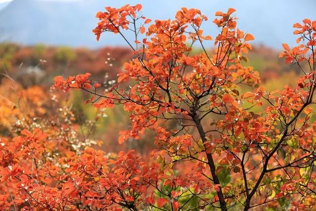 【重磅消息】2018”三山同登“群众登山健身大会新乡南太行关山分会场开始征集报名啦！