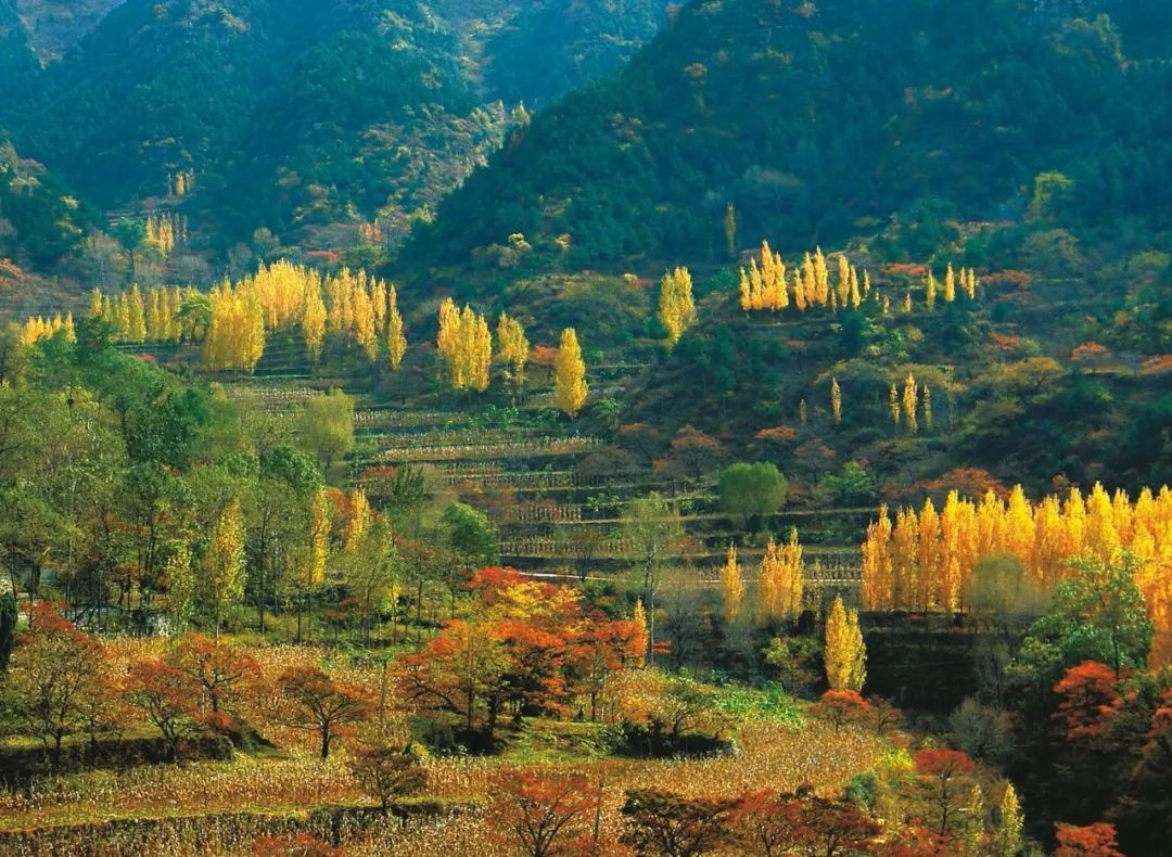 印象秋天，走进万仙山可赏秋色美景，还可观“岩壁芭蕾”......