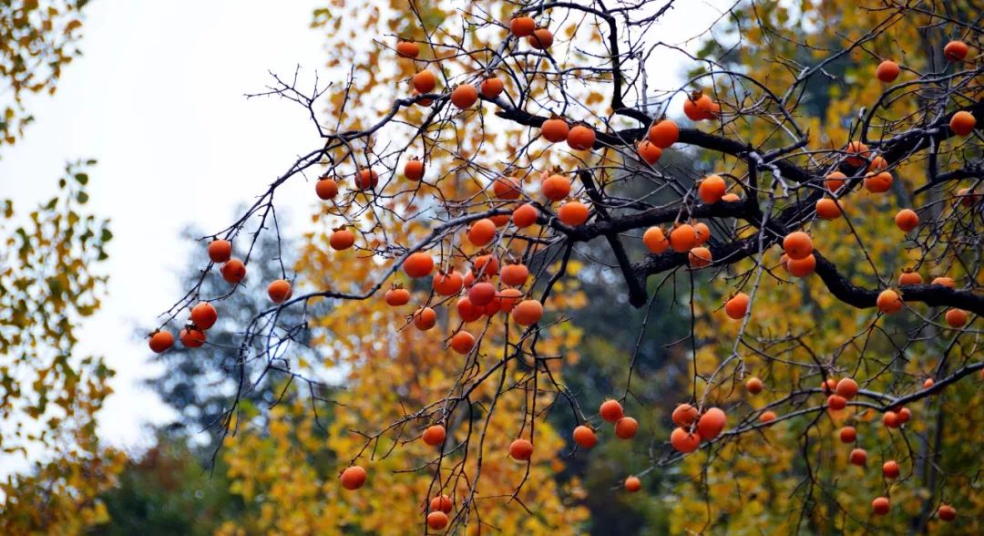 印象秋天，走进万仙山可赏秋色美景，还可观“岩壁芭蕾”......