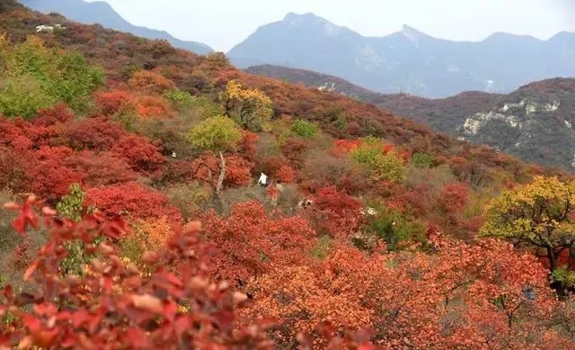 新乡南太行|邂逅浪漫唯美的五色之秋，这里美的让你窒息......