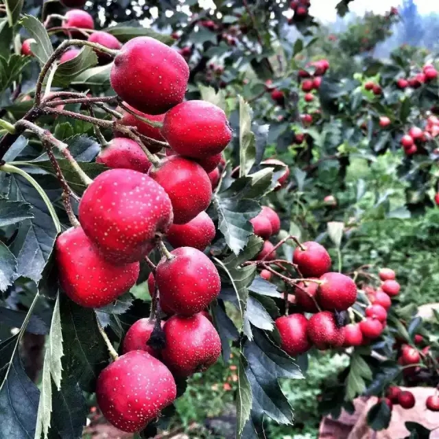 旅行的意义——八里沟