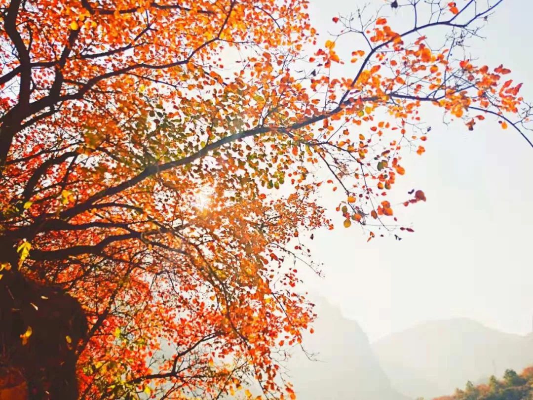 独家路透！《诛仙1》剧组来万仙山景区取景了，尖叫吧！