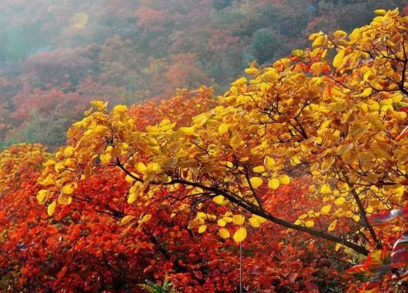 新乡南太行|带你一起赏秋色观美景，“美食”也不可辜负.....