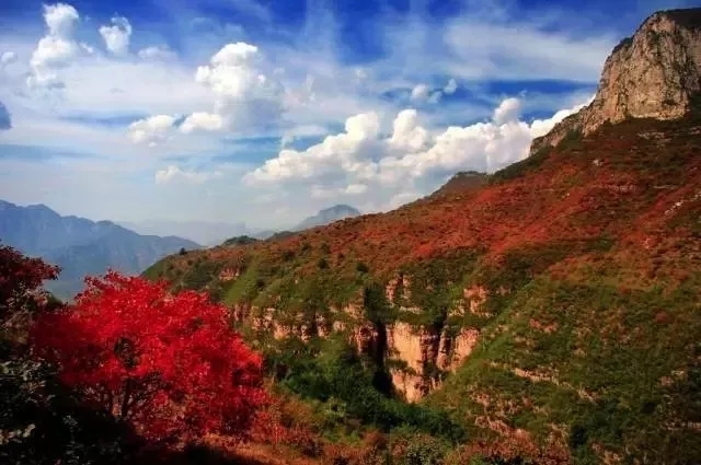 新乡南太行|走进11月，把你带进红色的海洋......