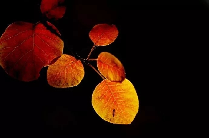新乡南太行|走进11月，把你带进红色的海洋......