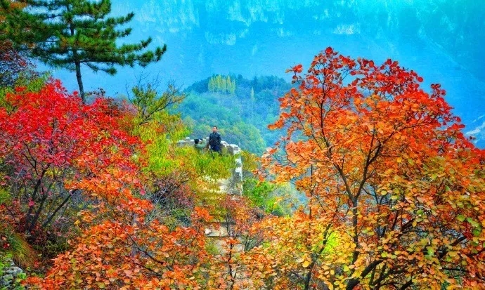 新乡南太行|走进11月，把你带进红色的海洋......