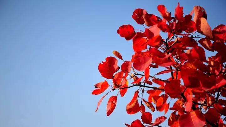 新乡南太行|走进11月，把你带进红色的海洋......