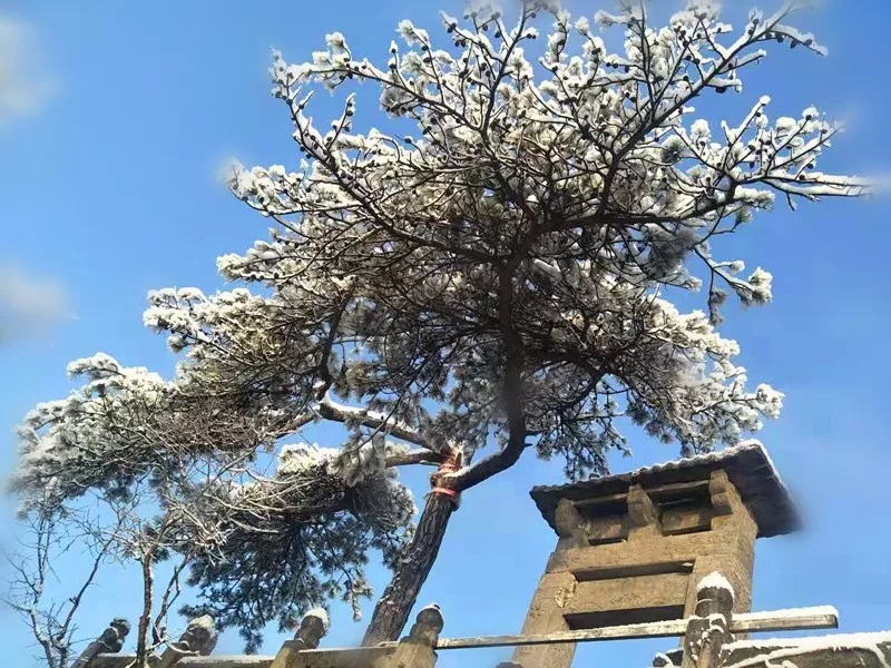 赏过“秋香”，发现冬景之美！