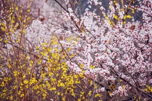 新乡南太行|春之花，夏之瀑，秋之叶，冬之雪四季美景各不同......