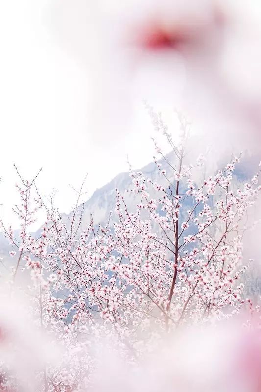 穿越时空隧道，抢看花海预告！