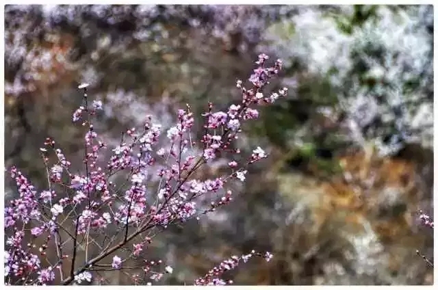 穿越时空隧道，抢看花海预告！