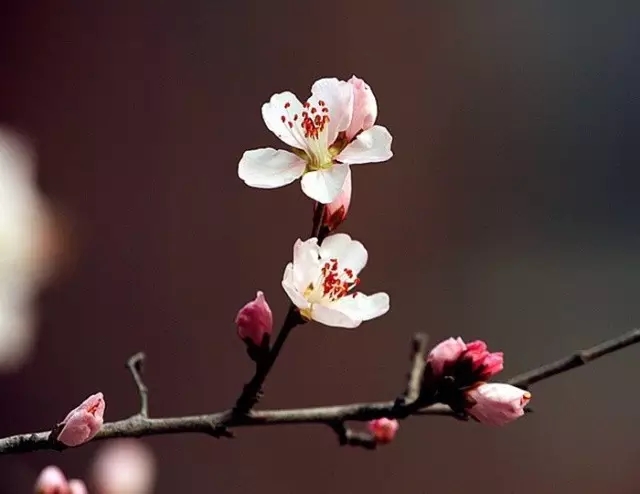 穿越时空隧道，抢看花海预告！