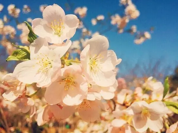 穿越时空隧道，抢看花海预告！