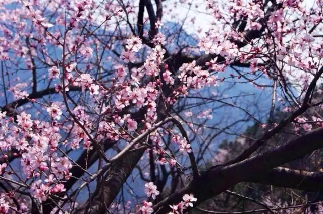 穿越时空隧道，抢看花海预告！