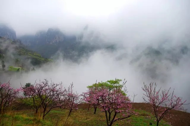 穿越时空隧道，抢看花海预告！