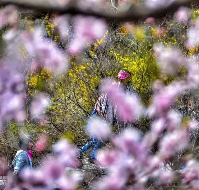 春回太行·扬帆起航 | 又到一年桃花季，梦中桃源此处寻！