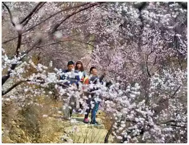 春回太行·扬帆起航 | 又到一年桃花季，梦中桃源此处寻！