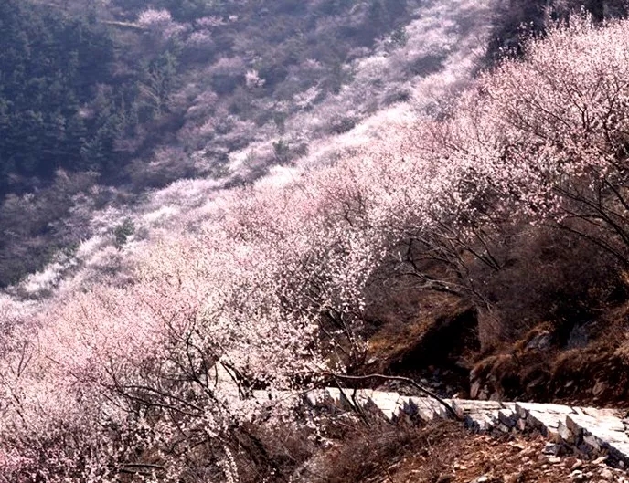 春回太行·扬帆起航 | 又到一年桃花季，梦中桃源此处寻！