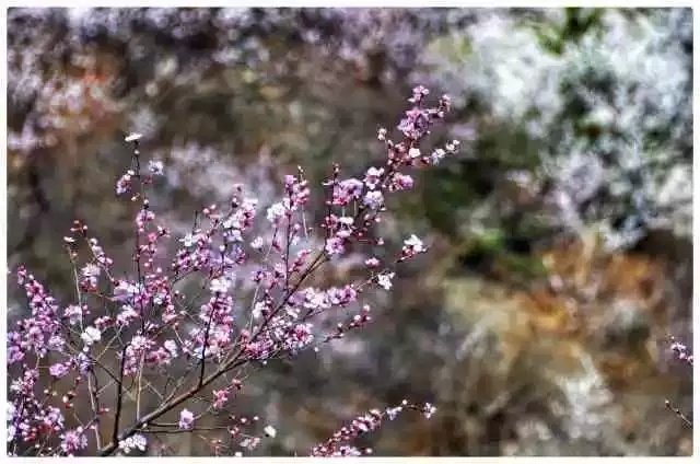春回太行·扬帆起航 | 又到一年桃花季，梦中桃源此处寻！