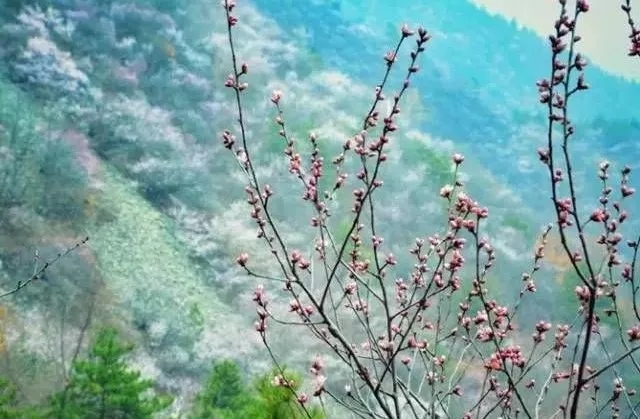 春回太行·扬帆起航 | 又到一年桃花季，梦中桃源此处寻！
