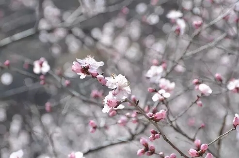 春暖花开，我和新乡南太行有个约“惠”！