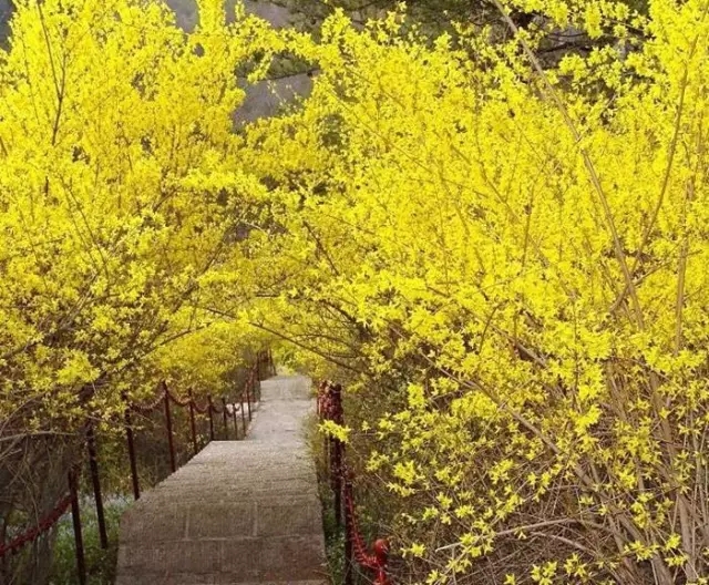 春暖花开，我和新乡南太行有个约“惠”！