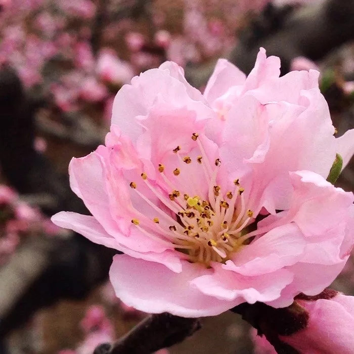 桃花渐欲迷人眼，秋沟景区待君归。