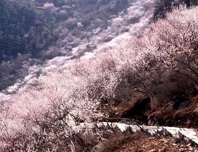 桃花渐欲迷人眼，秋沟景区待君归。