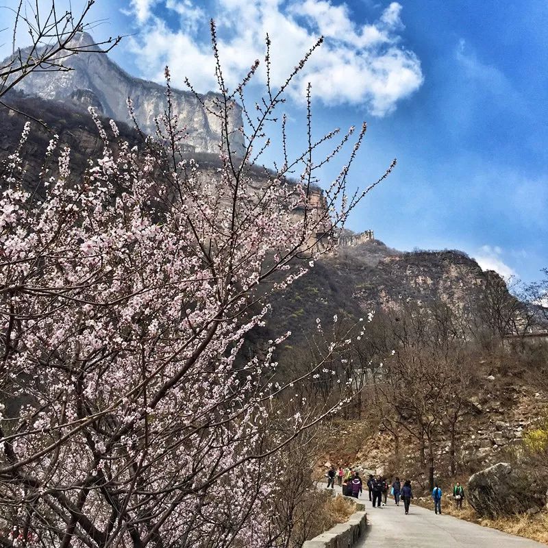 桃花渐欲迷人眼，秋沟景区待君归。