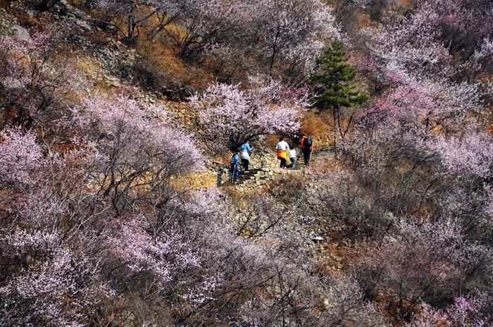 桃花渐欲迷人眼，秋沟景区待君归。