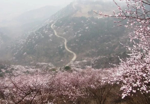 桃花渐欲迷人眼，秋沟景区待君归。