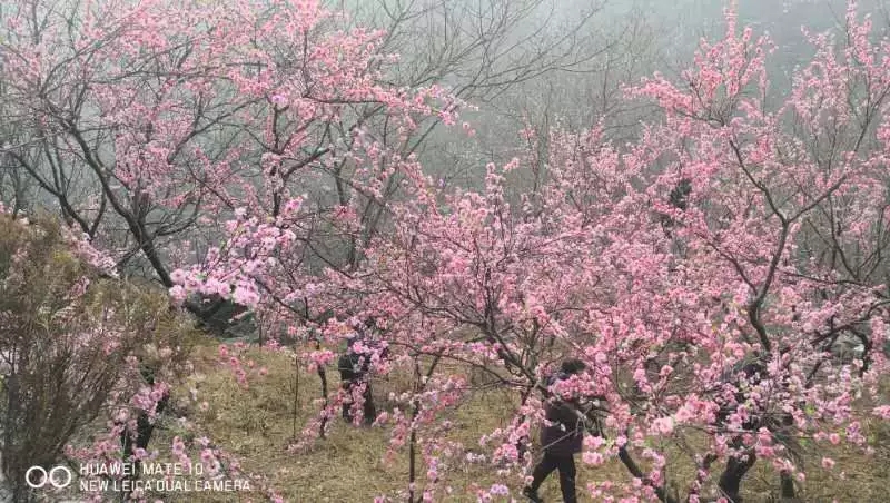 访春何须下扬州，花开春暖八里沟！