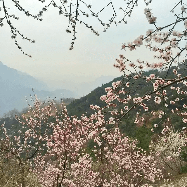 新乡南太行丨你若不来，花为谁开？