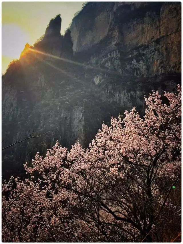 新乡南太行丨你若不来，花为谁开？