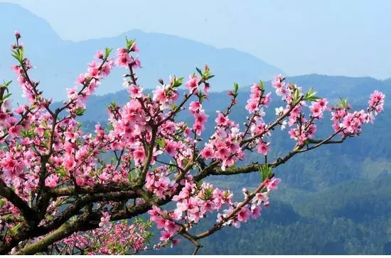 新乡南太行丨你若不来，花为谁开？