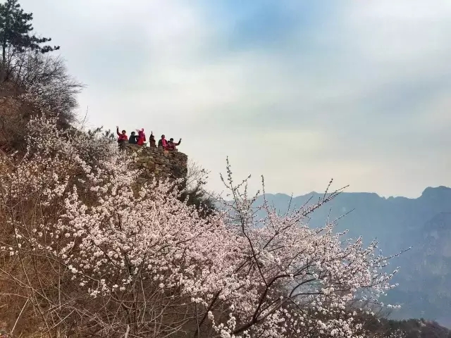 新乡南太行丨你若不来，花为谁开？