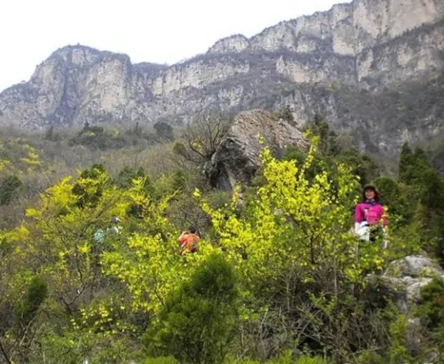 春潮花海醉关山，满山连翘迎春开！