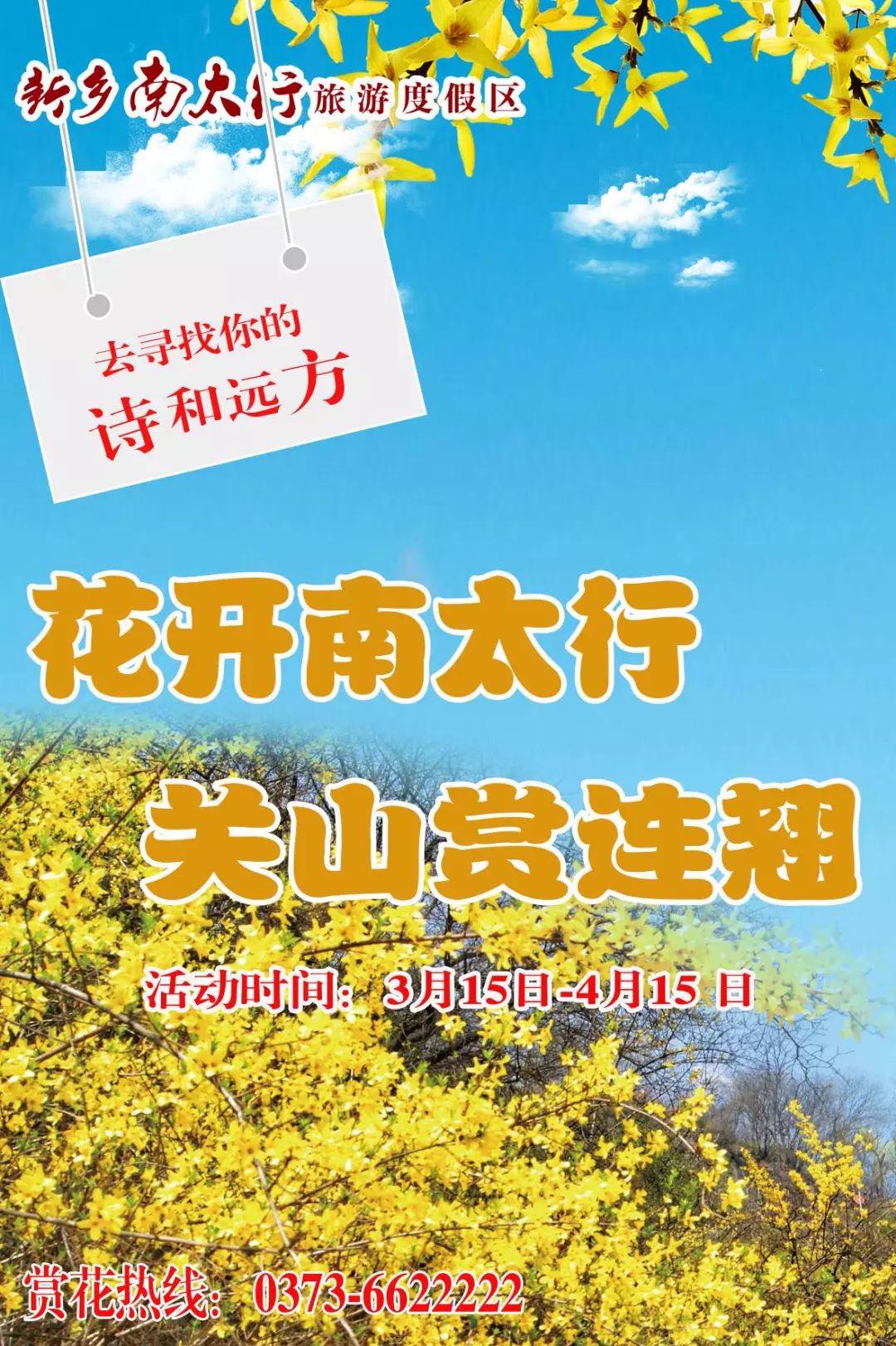 春潮花海醉关山，满山连翘迎春开！