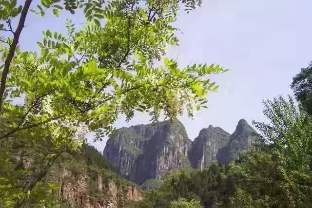 【 植树节】万仙山植树的故事——五峰山万亩松林