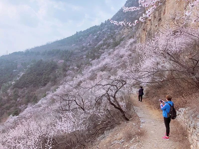 紧急通知丨前往秋沟景区线路绕行指南