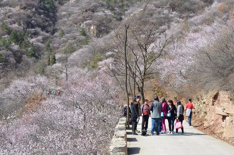 紧急通知丨前往秋沟景区线路绕行指南