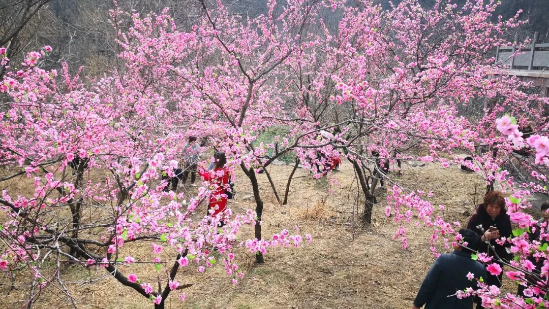 拥抱新乡八里沟，来一场踏青赏花之旅！