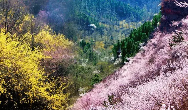 重磅消息|新乡南太行第七届关山连翘节全面启动，相约关山，不见不散！